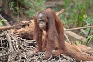Trans Borneo Expedition 2014     